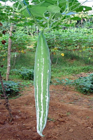 Snake Gourd - non hybrid