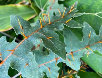 Solanum pyracanthum