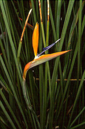 Strelitzia parvifolia juncea