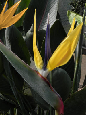 Strelitzia reginae Dwarf