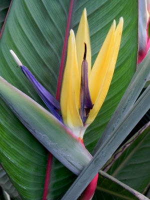 Strelitzia reginae - Mandelas Gold