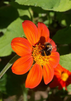 Tithonia speciosa Torch