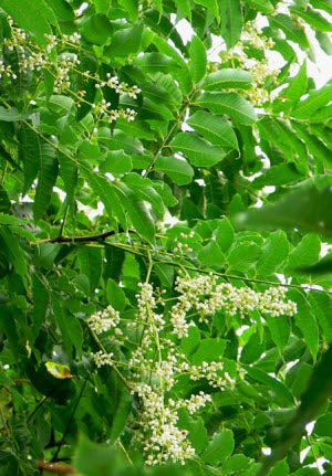 Toona sinensis