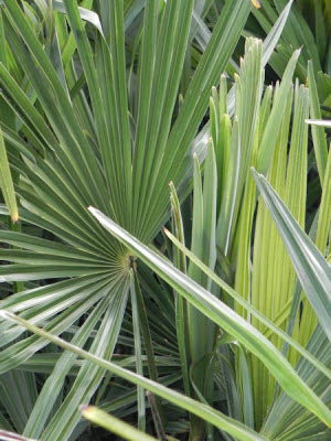 Trachycarpus fortunei Naini Tal