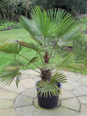 Trachycarpus wagnerianus