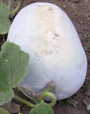 Wax Gourd