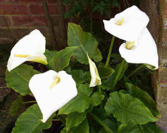 Zantedeschia aethiopica