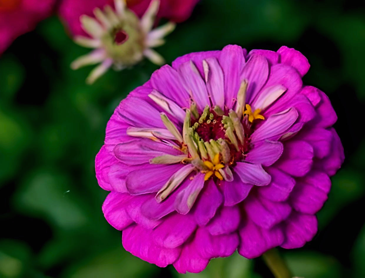 Zinnia Giant Purple Prince